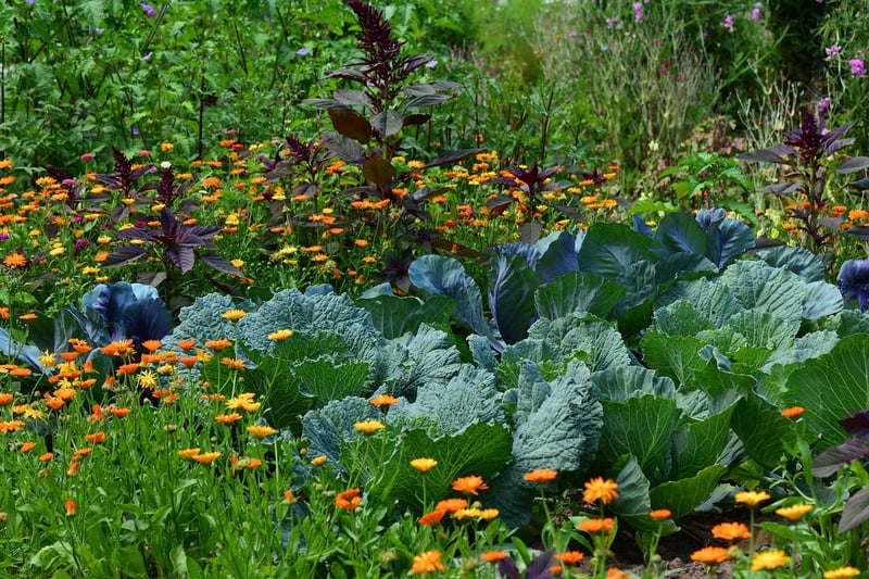 Herb Growing